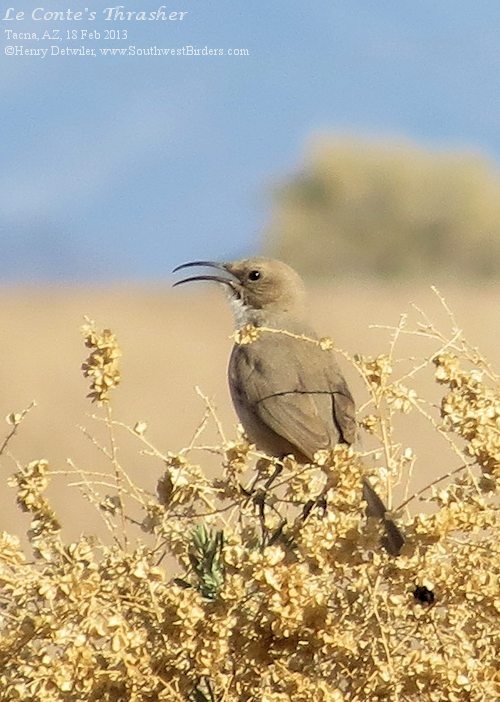 Le Conte's Thrasher